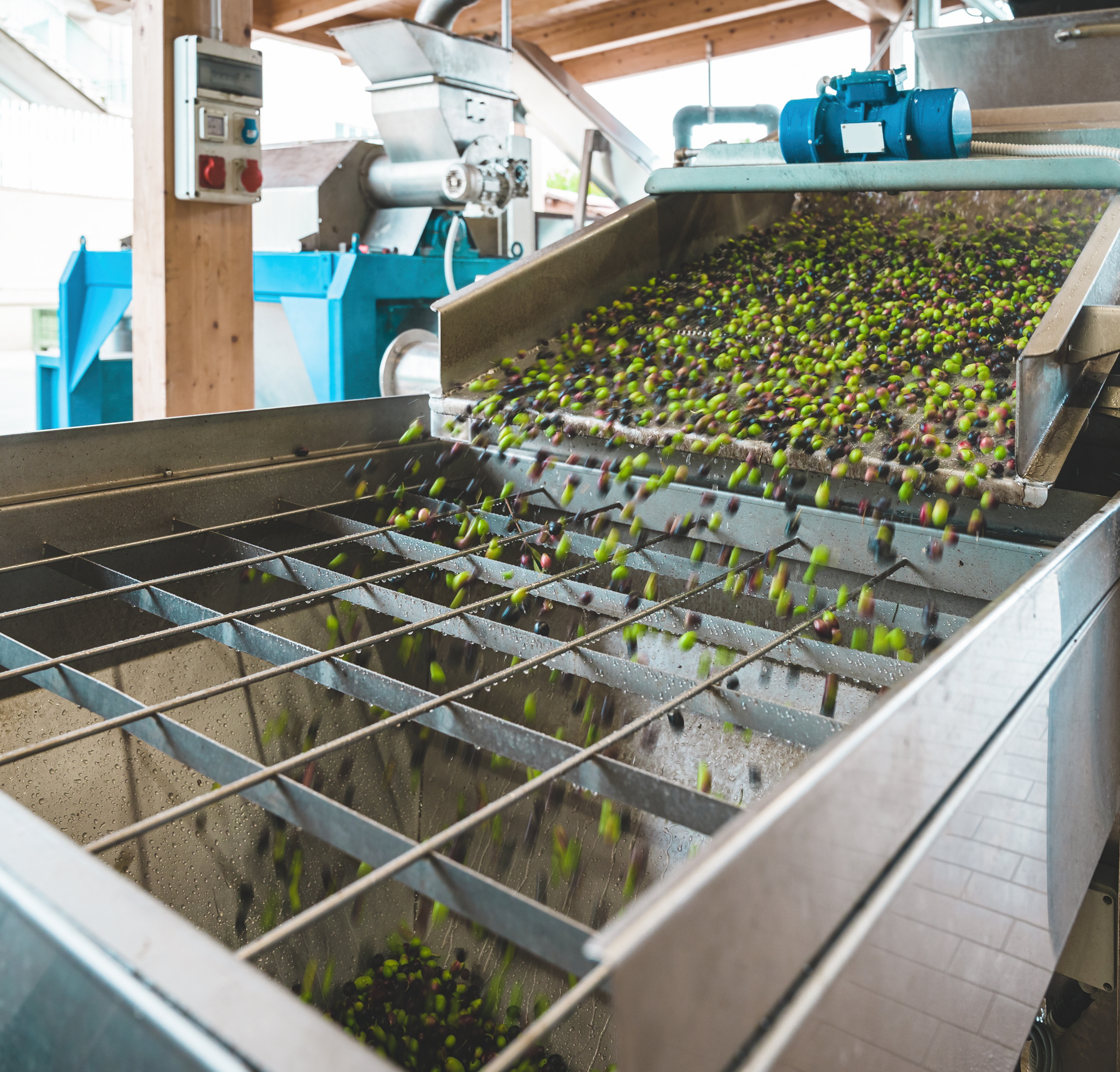 Molitura ed estrazione a freddo olio extravergine siciliano
