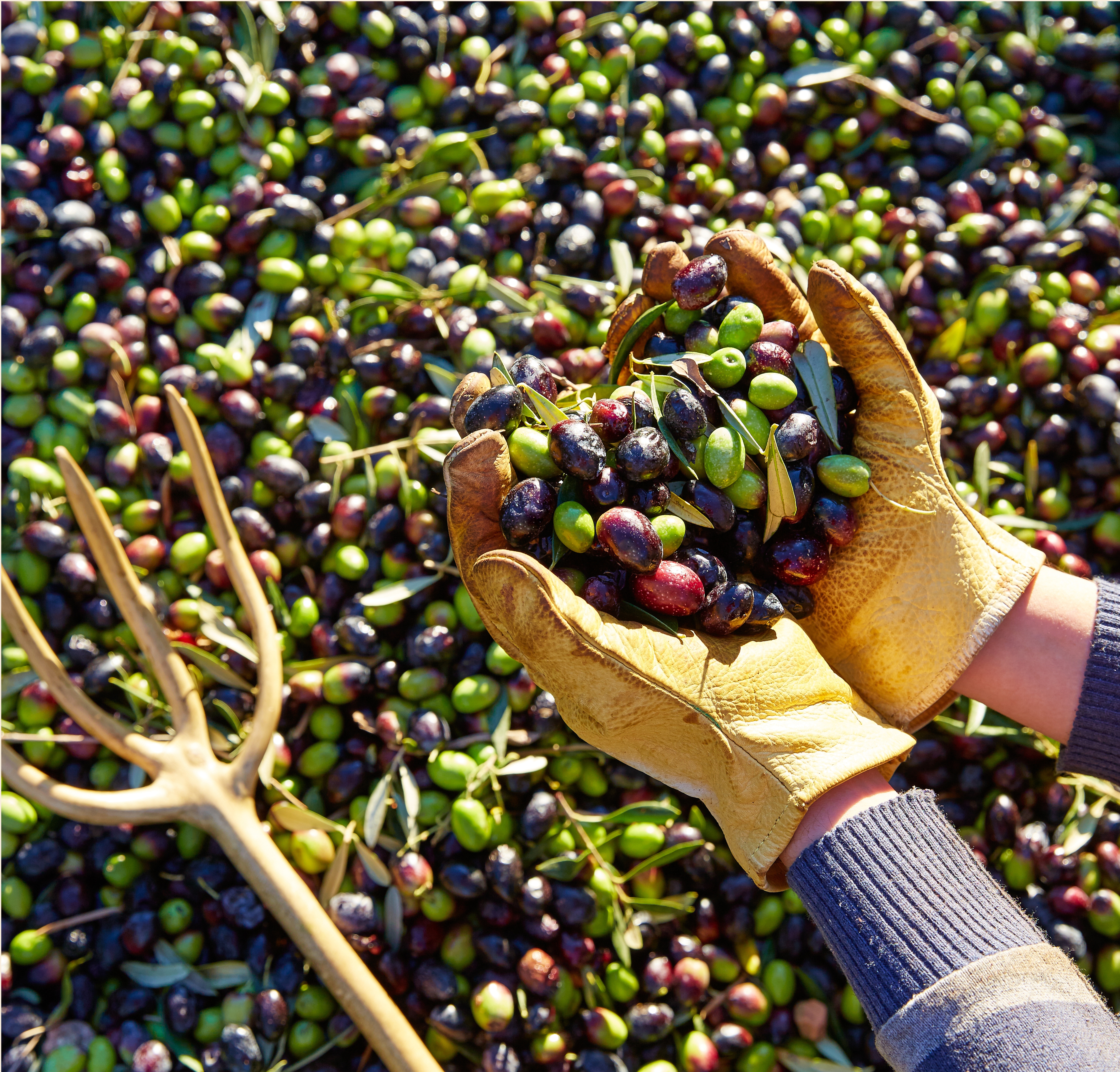 Raccolta olive per Olio EVO di Sicilia