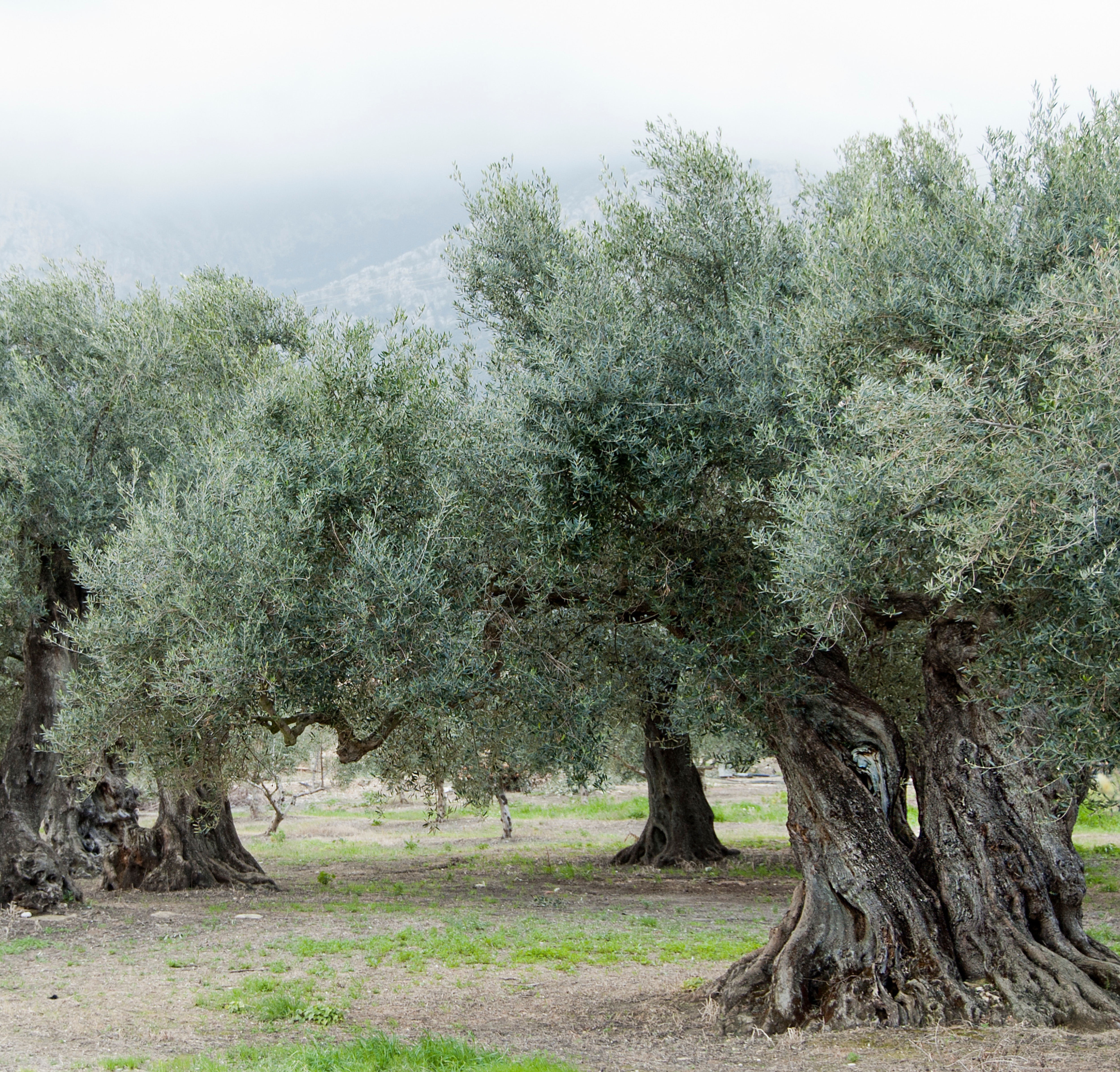 Storia dell'Azienda Agricola Cammarata Carmelina