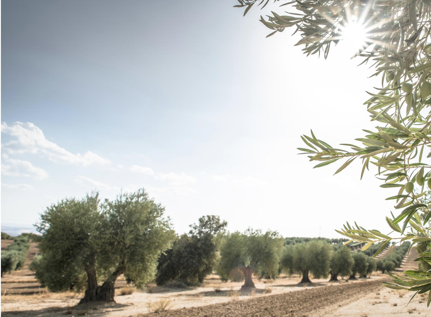 Uliveto siciliano per Olio di oliva Agrigento